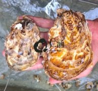 我國養(yǎng)殖牡蠣生蠔的種類